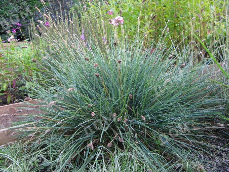 Сеслерия Хефлера