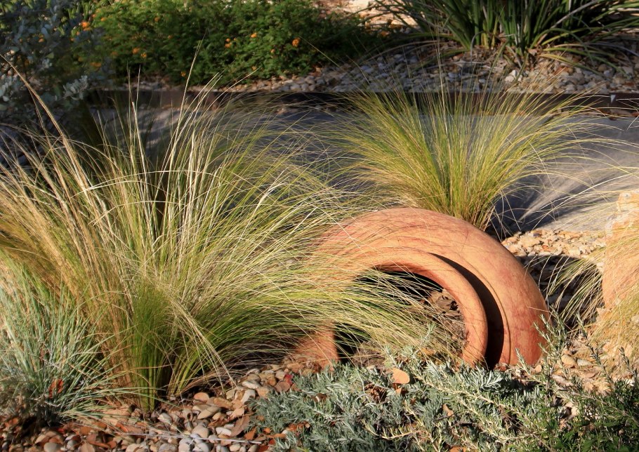 Овсяница овечья сизая