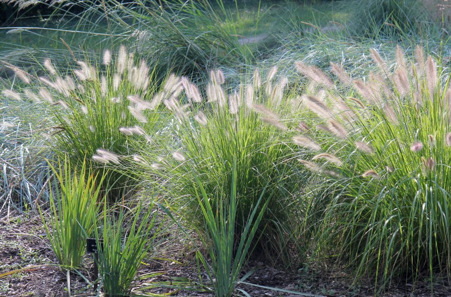 Овсяница сизая голубая