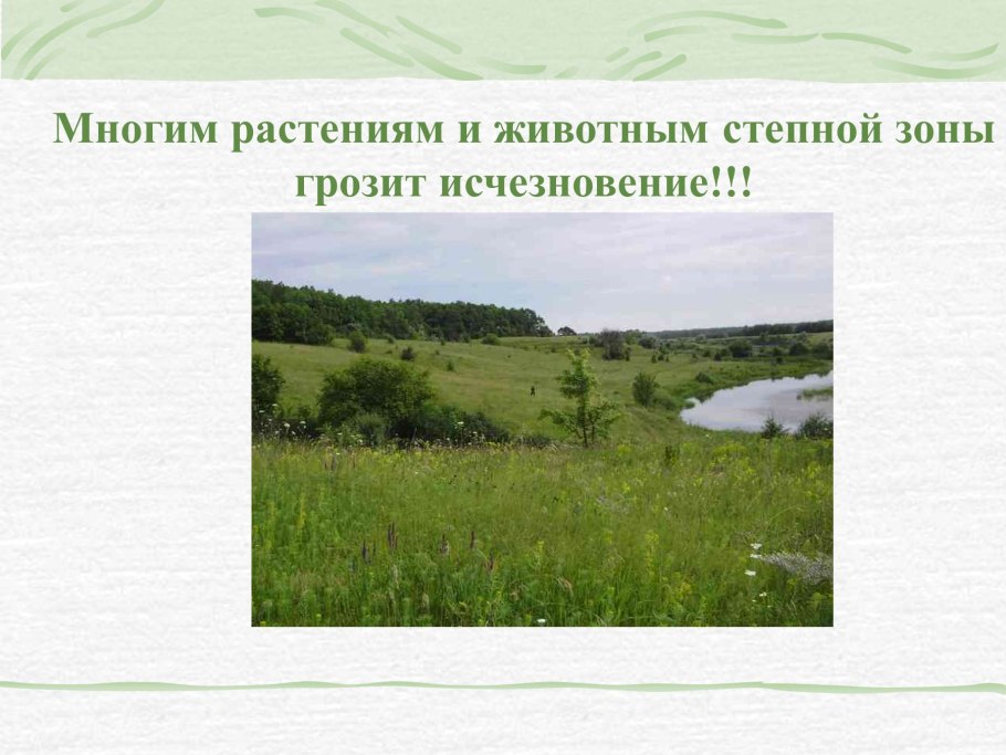 Ирис карликовый Степной