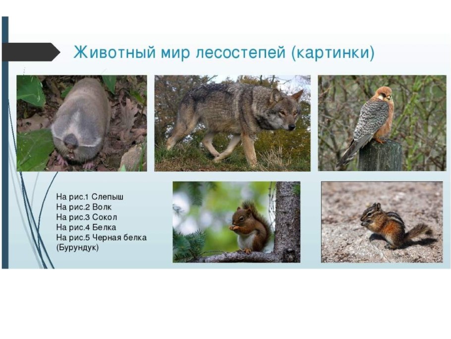 Южнее полосы лесов лежит ковер из трав цветов