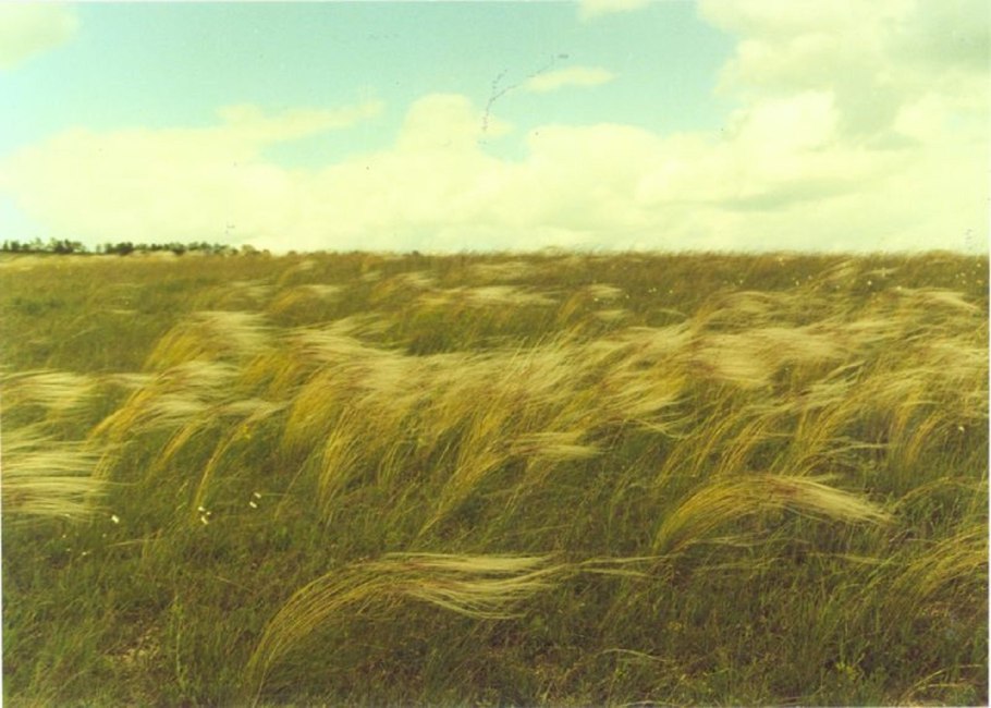 Степь маки Керчь