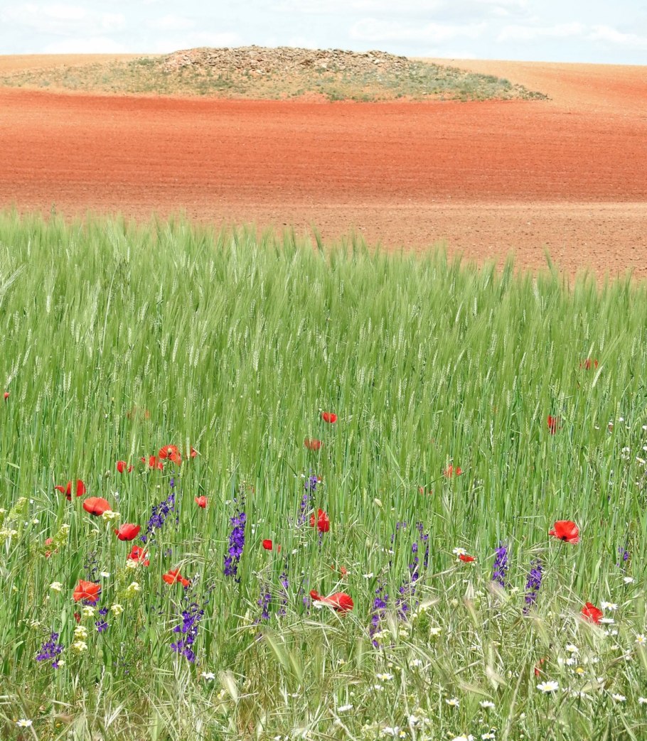 Характерный признак зоны степей это