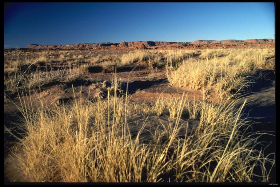 Животный мир лесостепи в России