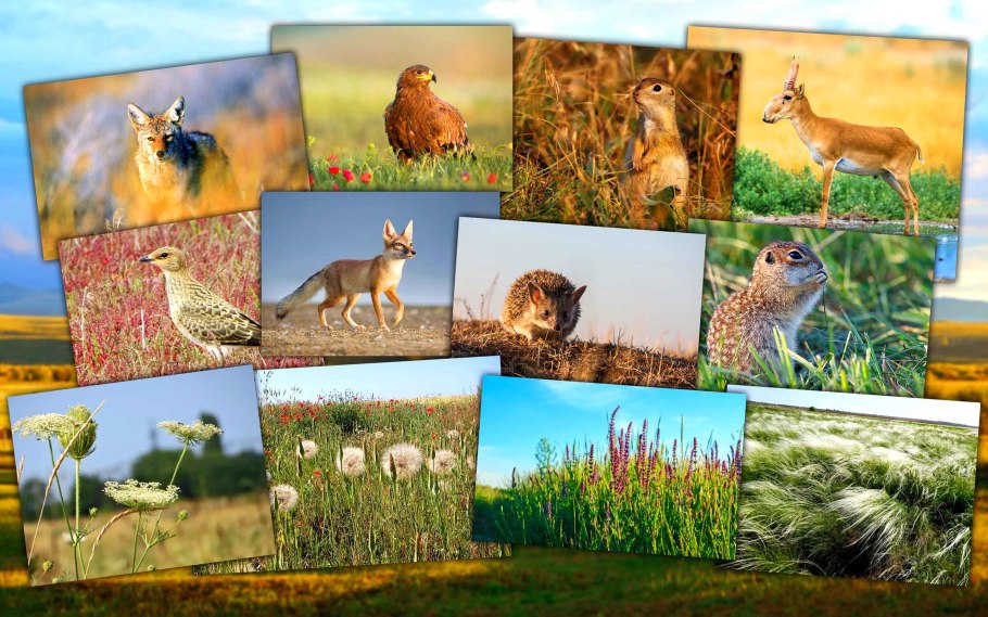 Причерноморская степь растения