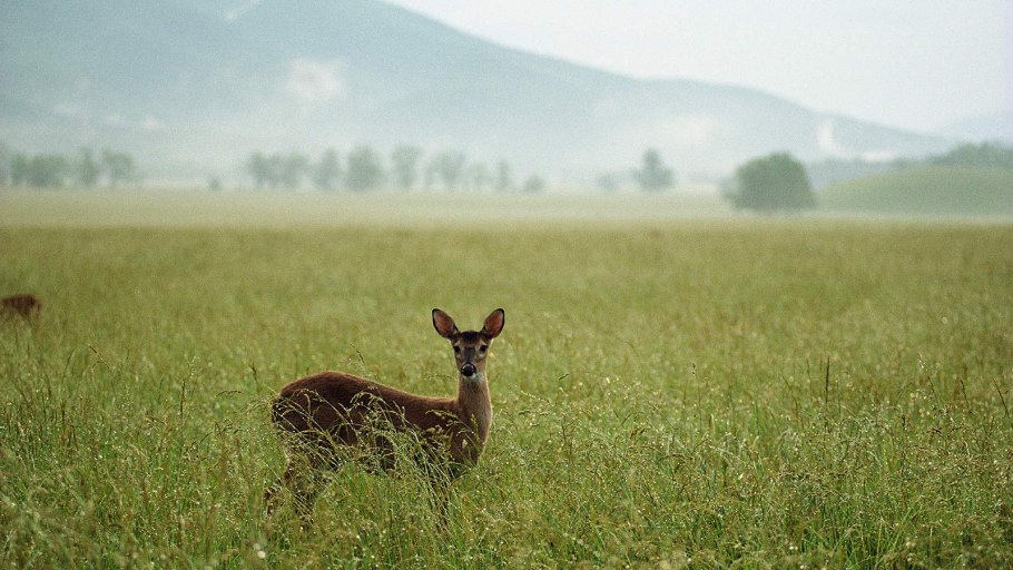 Зона полупустынь России