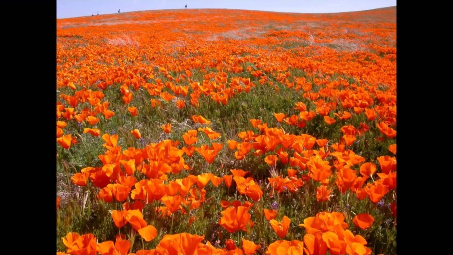 Степь из ковыль Ковыльная степь