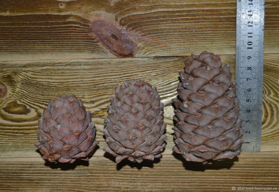 Чешуйка шишки сосны