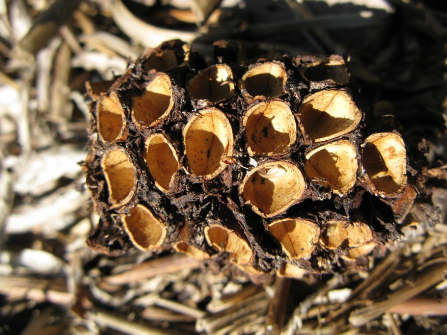 Араукария Бидвилла шишки