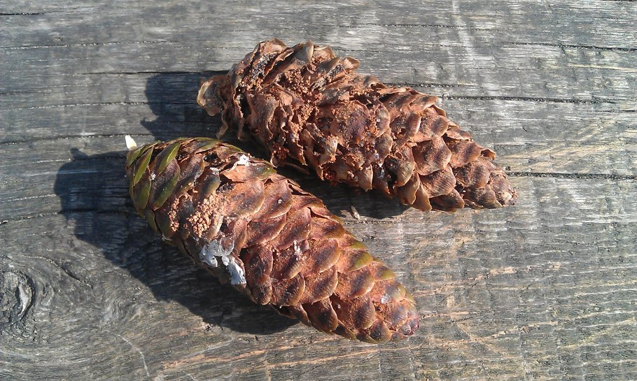 Кедр на белом фоне