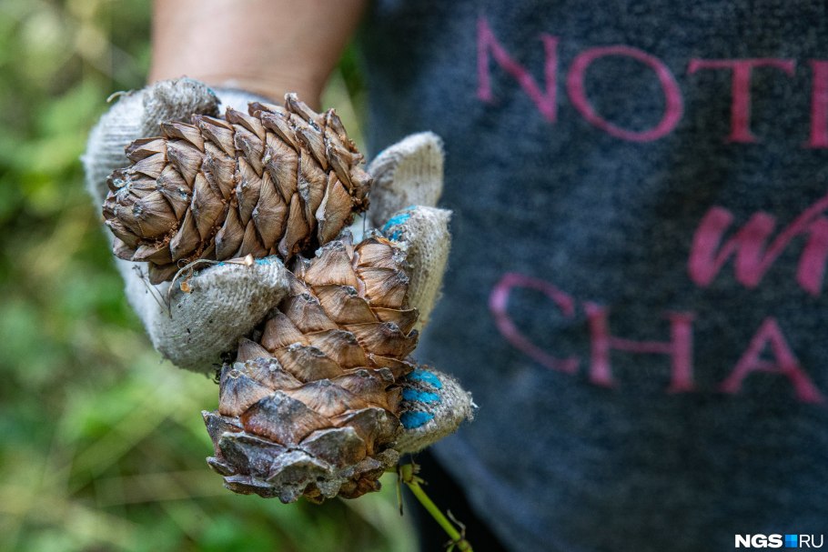 Шишковая огневка