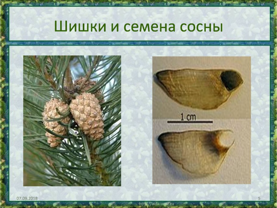 Кедровая шишка Графика