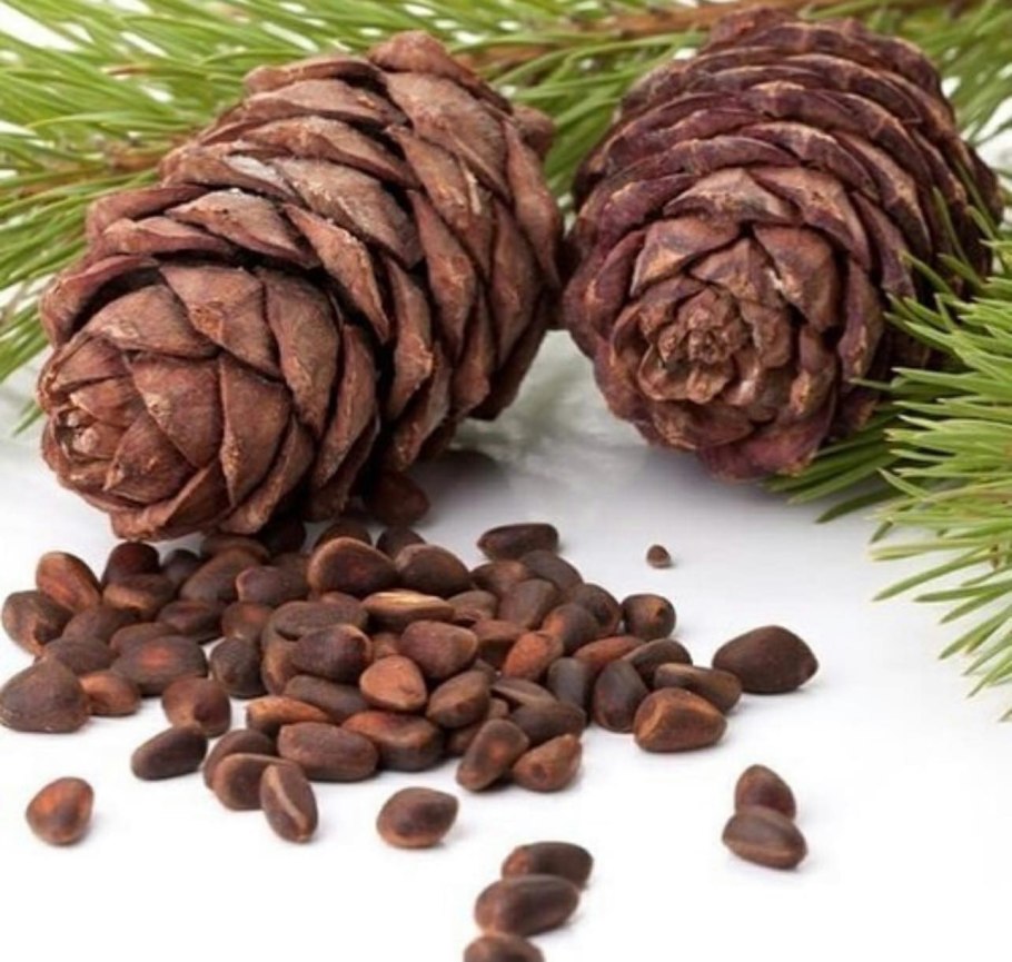 Размножение голосеменных растений сосны