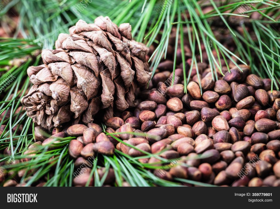 Сосна Сибирская хвоинки