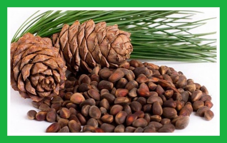 Сосна Пиния шишки семена