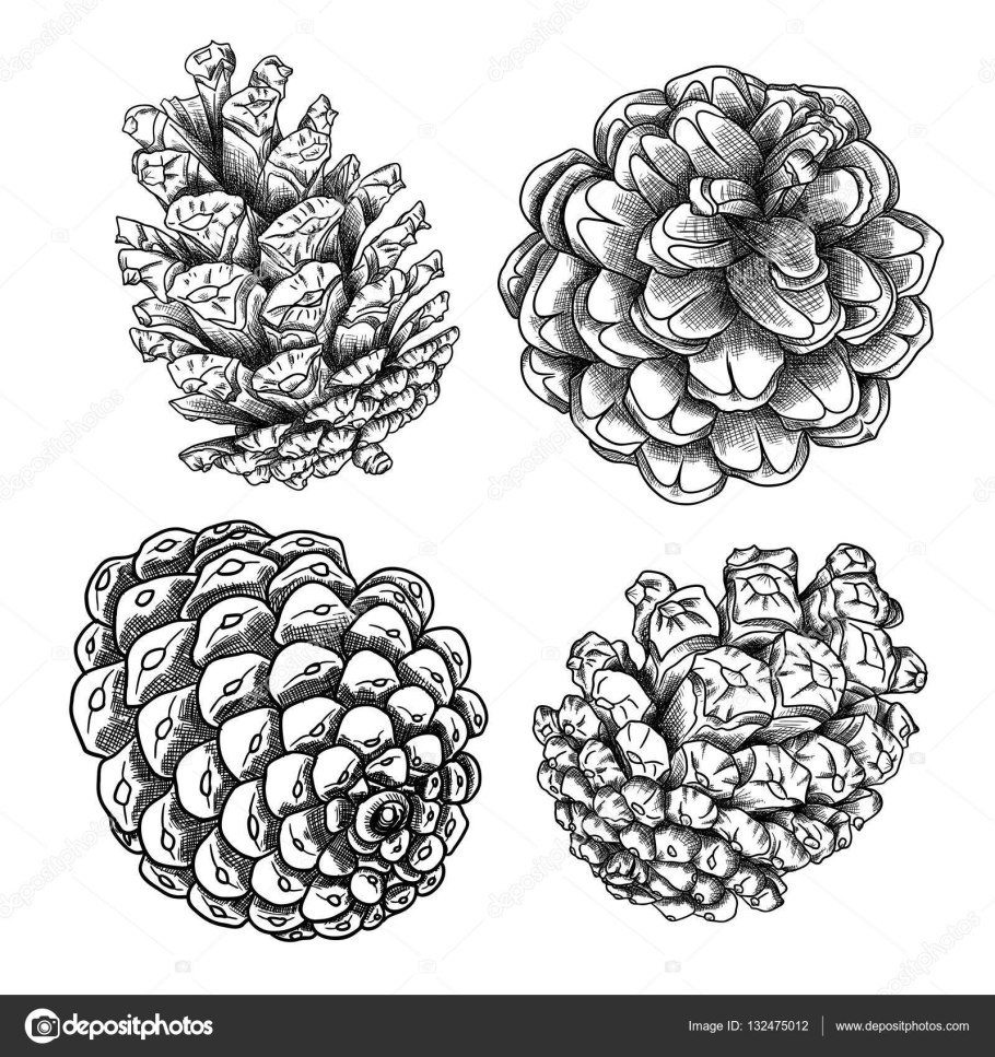 Семена шишки сосны