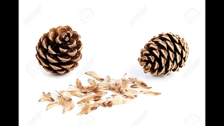Кедровая шишка на белом фоне