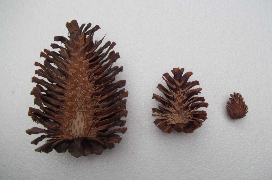 Ливанский кедр орехи