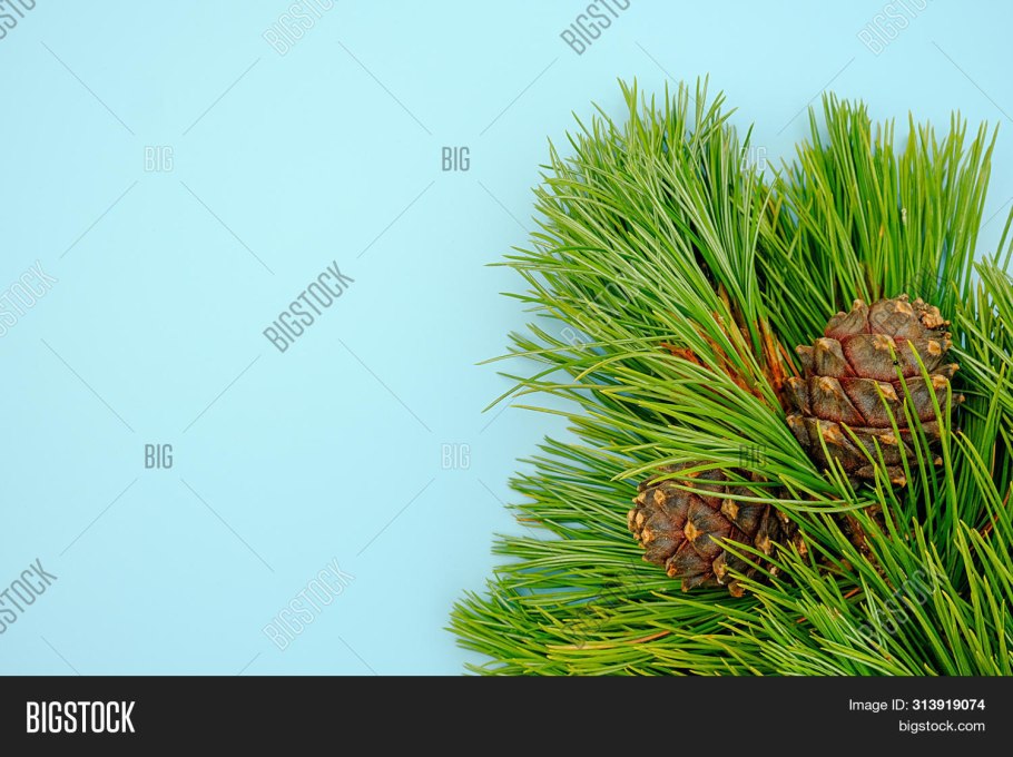 Шишка Макросъемка