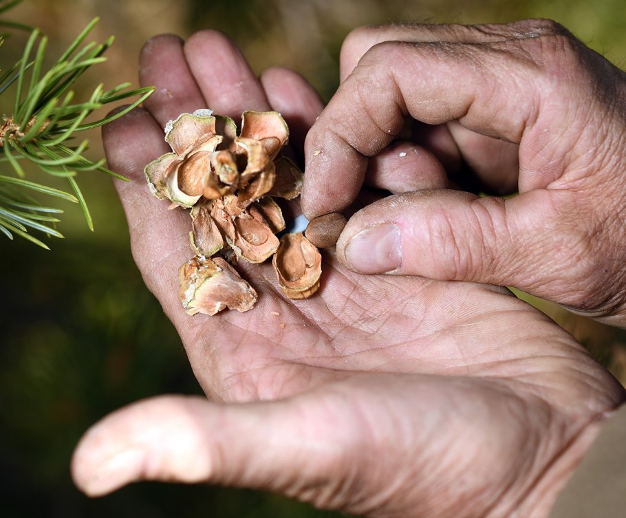 Кедровый орех Дальний Восток