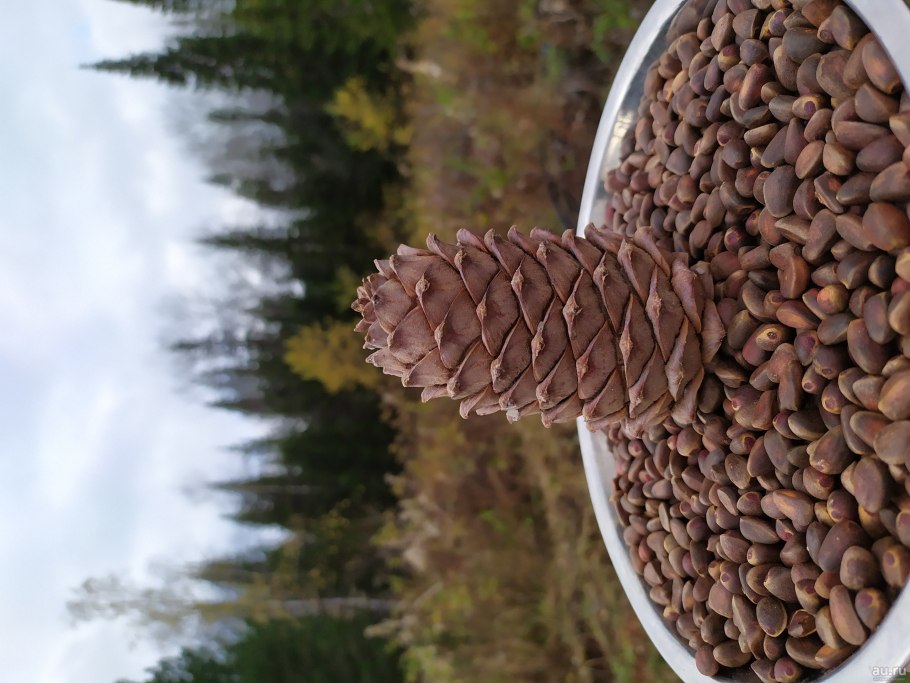 Pine Cones вектор