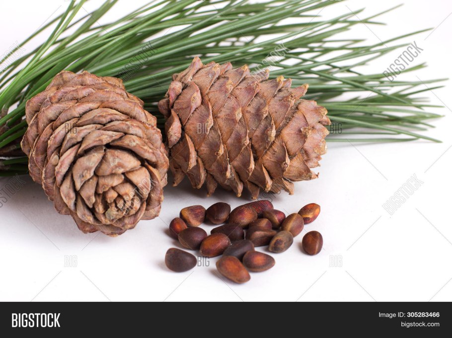 Вирджинийский кедр