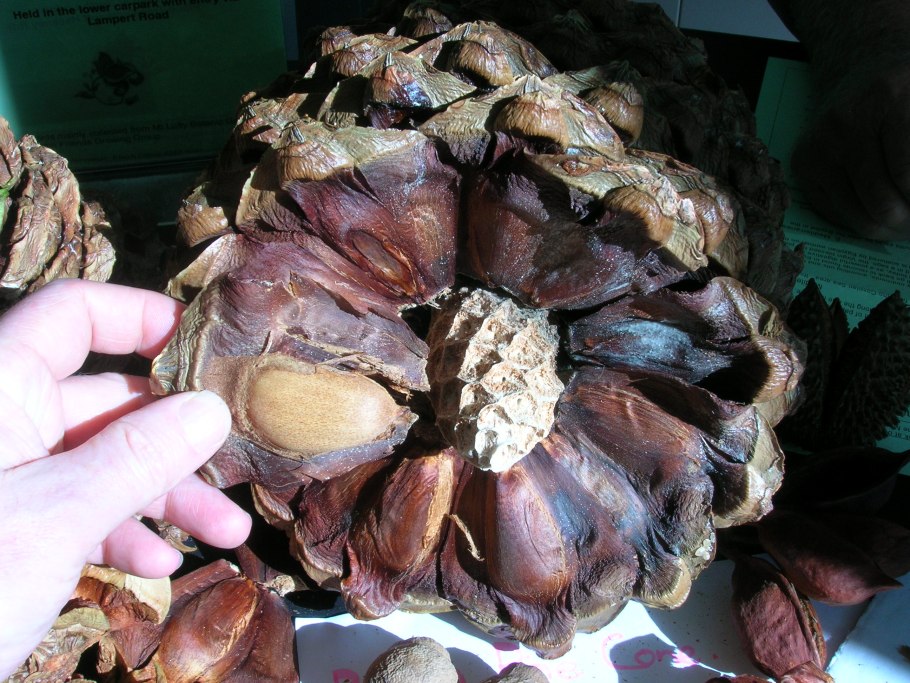 Шишка с семенами