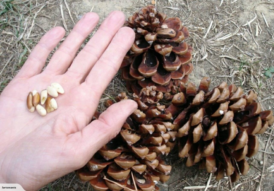 Кедровая веточка с шишкой