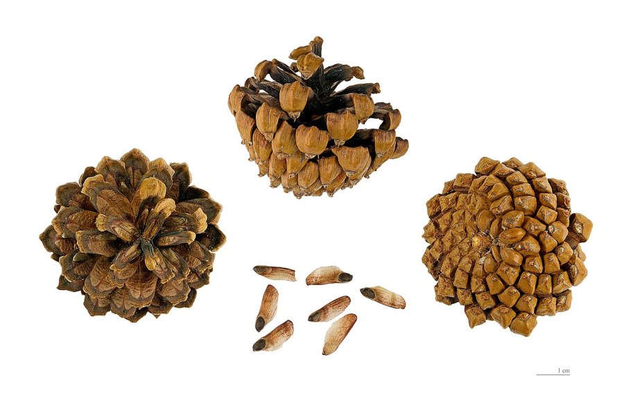 Сибирский кедр орехи кедровые