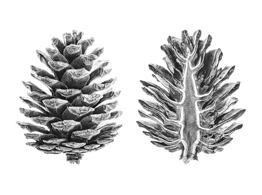 Сосна Пицундская шишка