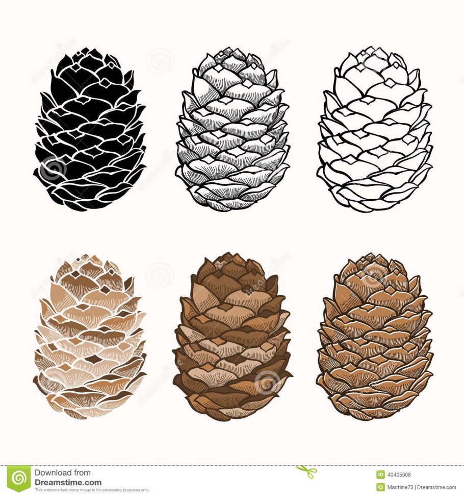 Австралийские шишки какие в них орехи