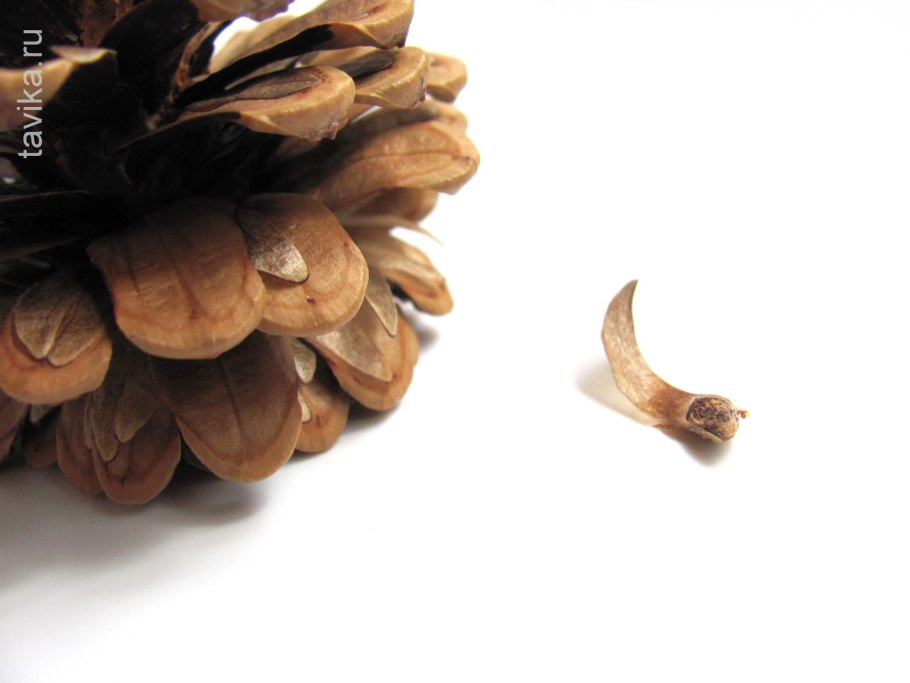 Сосновая шишка семена