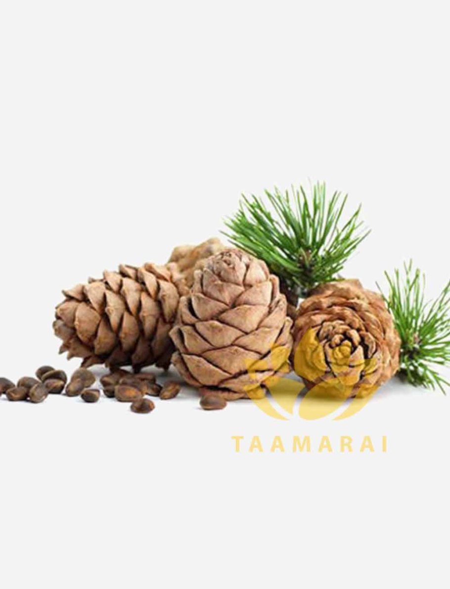 Семена сосны на белом фоне