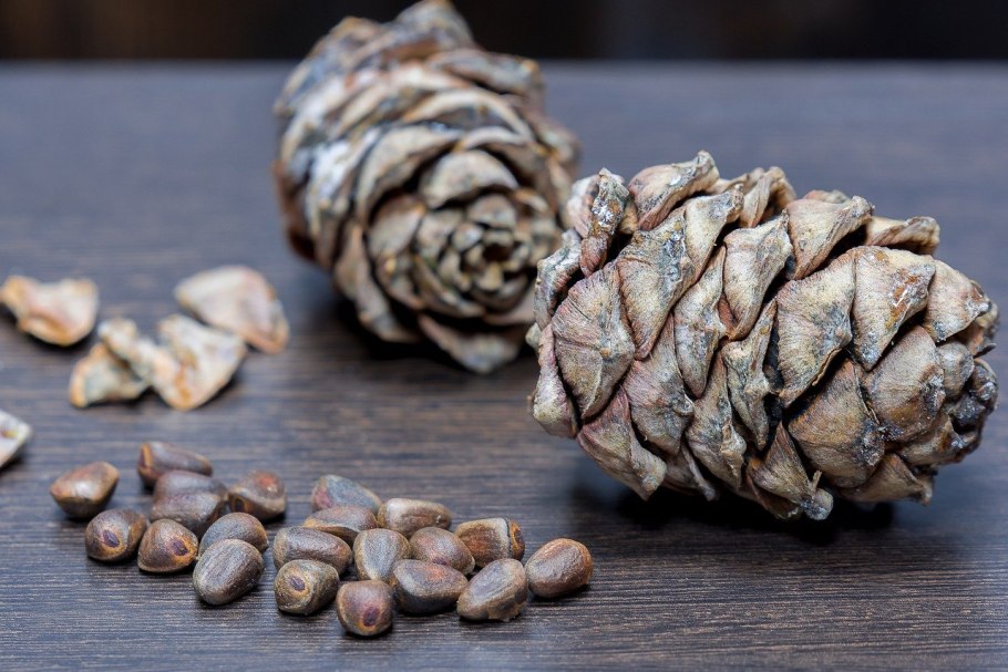 Семена сосны кедровой сибирской