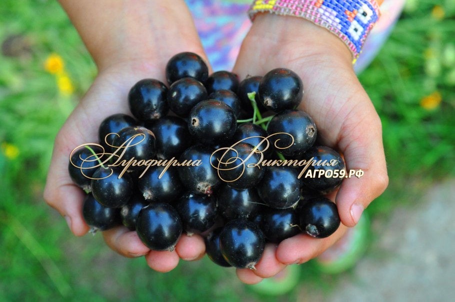 Смородина черная Дачница