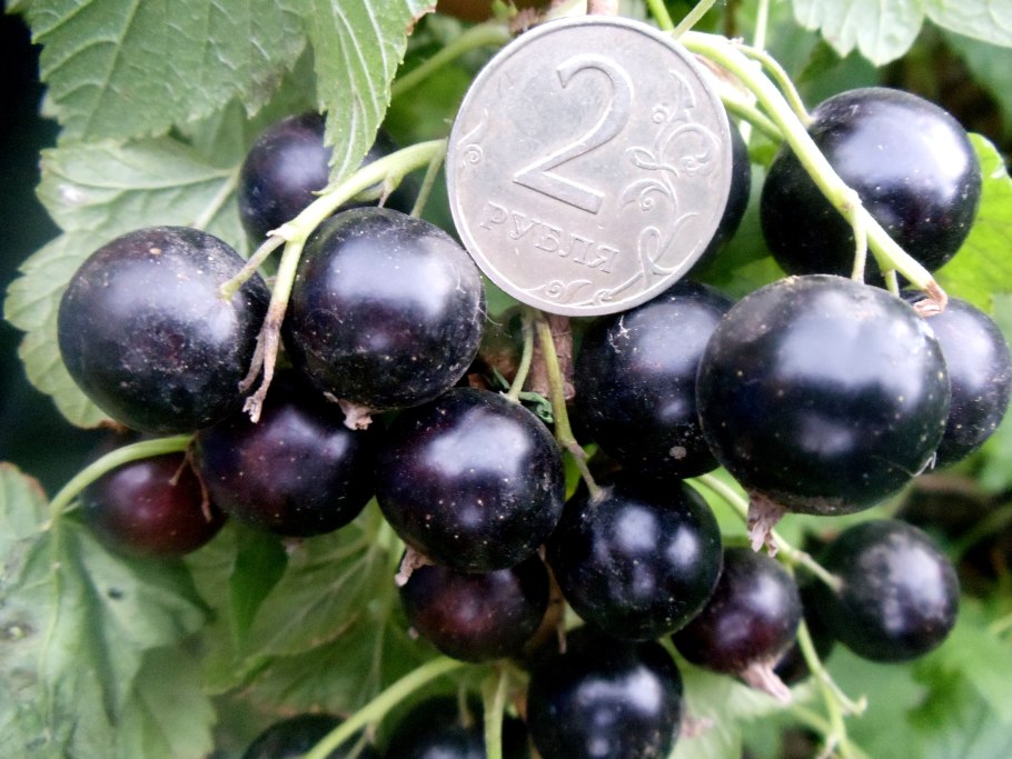 Смородина черная – ribes nigrum