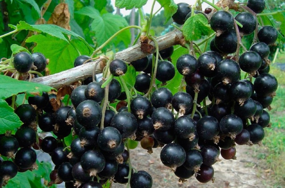 Смородина черная (ribes nigrum l.)