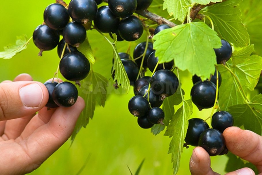 Смородина черная (ribes nigrum l.)