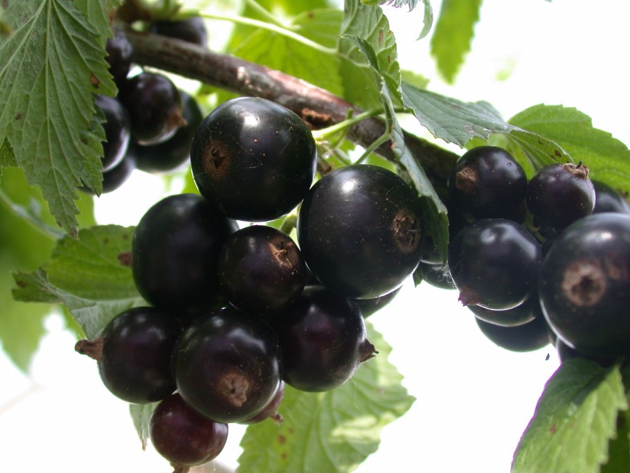 Смородина черная – ribes nigrum
