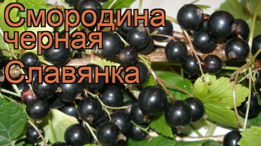Черная смородина сорт ядреная