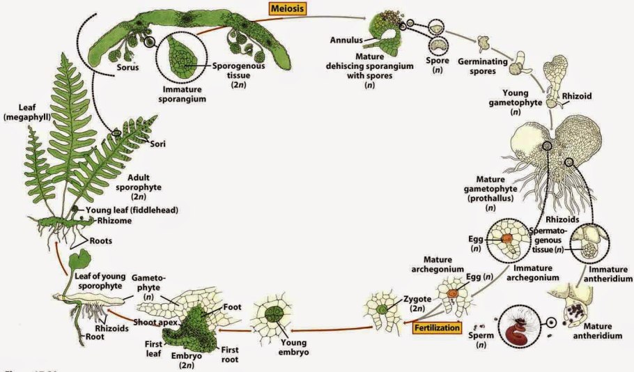Разнообразие растений задания
