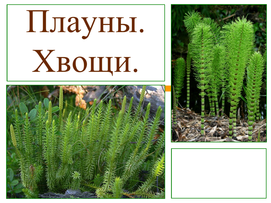 Гаметофит водорослей