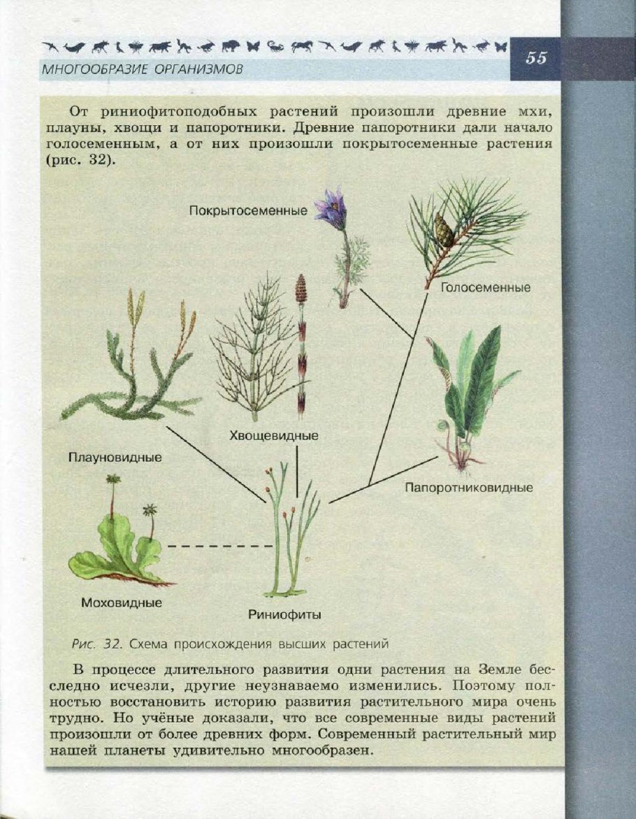 Спорообразование у мхов