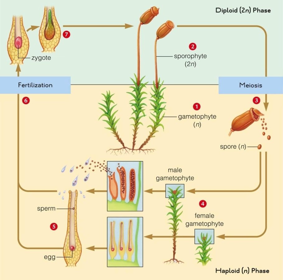 Жизненный цикл мха кукушкин лен