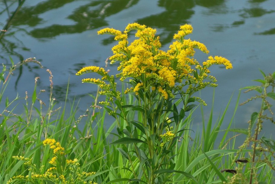 Золотарник Даурский (Solidago dahurica)