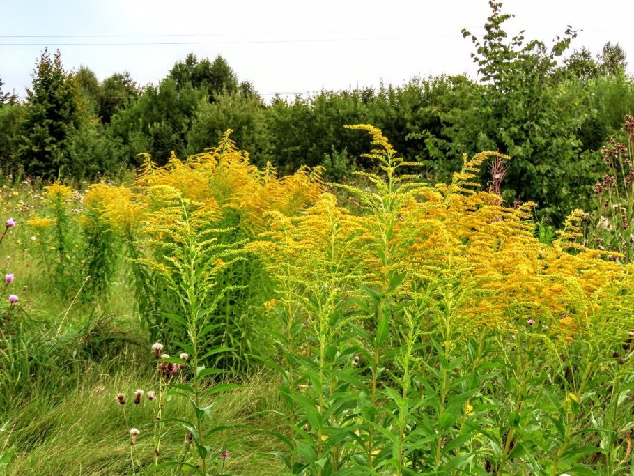 Солидаго, золотарник (Solidago)