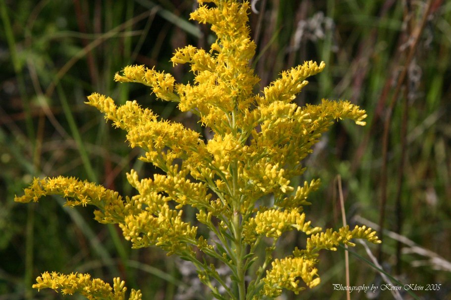 Золотарник канадский (Solidago canadensis)
