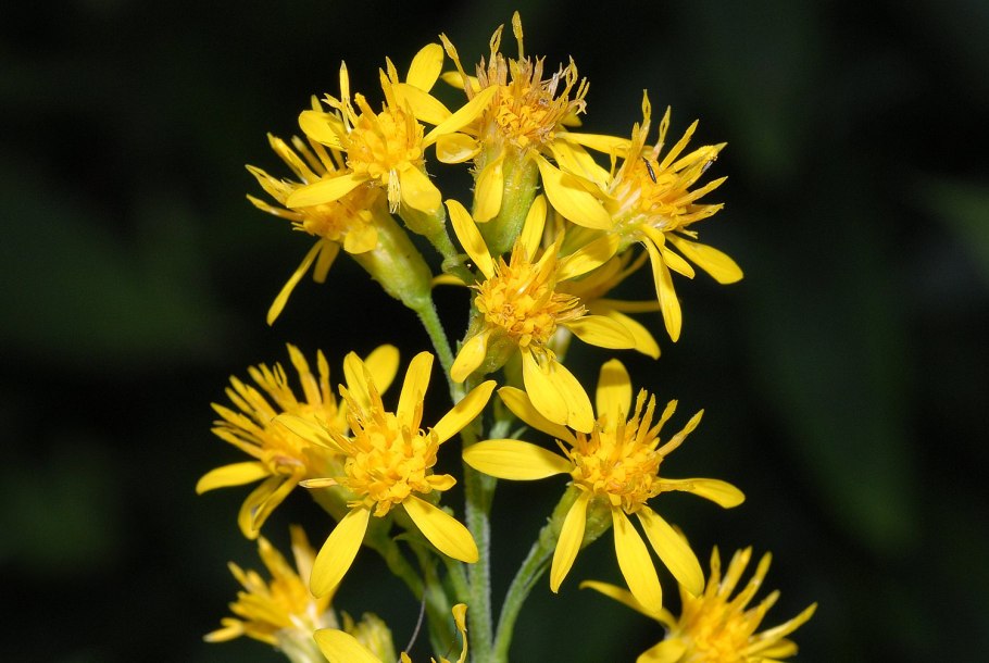 Золотарник "Hiddigeigei" (Solidago)