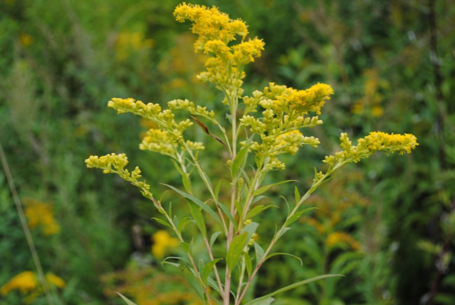 Золотарник обыкновенный (Solidago virgaurea
