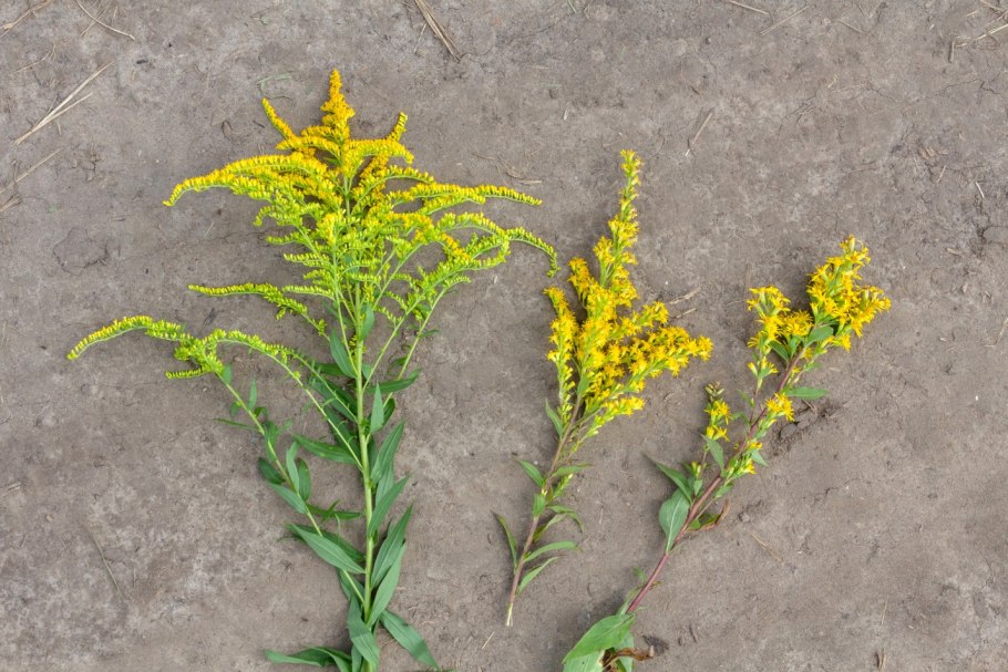 Золотарник канадский (Solidago canadensis l.)